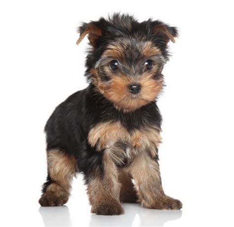 Yorkie Puppies for Sale: Tiny, Teacup and Cute - CT Breeder