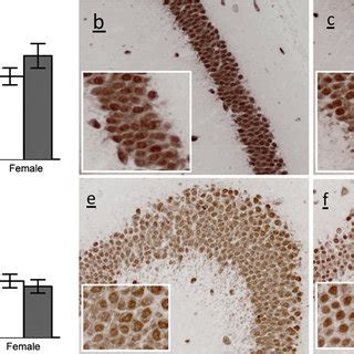 Photomicrographs of NeuN staining and number of NeuN-positive cells in ...