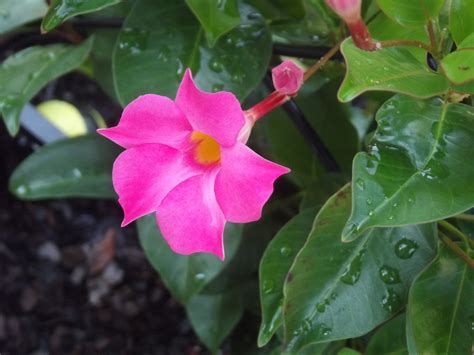 FOTD – Pretty in Pink- Mandevilla – Delight In Your Garden