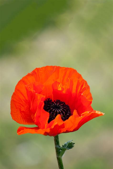 Red Poppy Flower Free Stock Photo - Public Domain Pictures