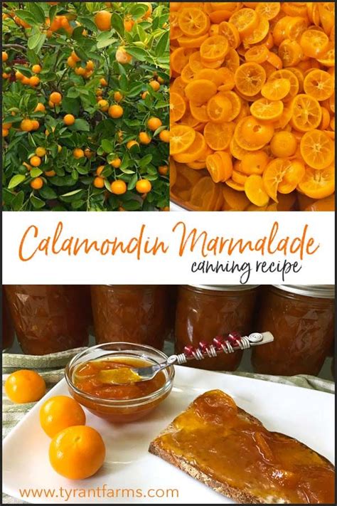 Calamondin marmalade with baby ginger | Recipe | Marmalade recipe, Citrus recipes, Orange recipes