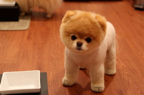 🔥 [100+] Boo The Dog Wallpapers | WallpaperSafari