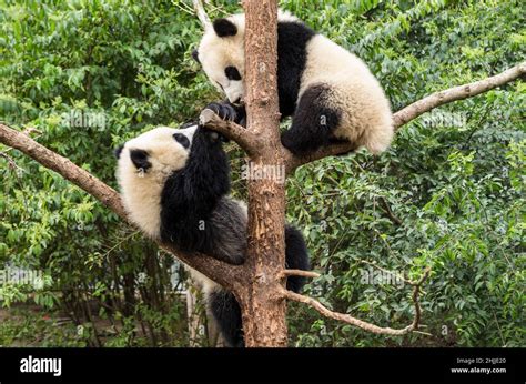 Giant panda, ChengDu panda Base, Sichuan , China Stock Photo - Alamy