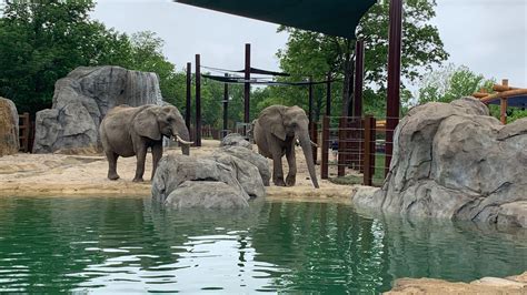 KC Zoo’s new and $10 million improved elephant exhibit opens Friday ...