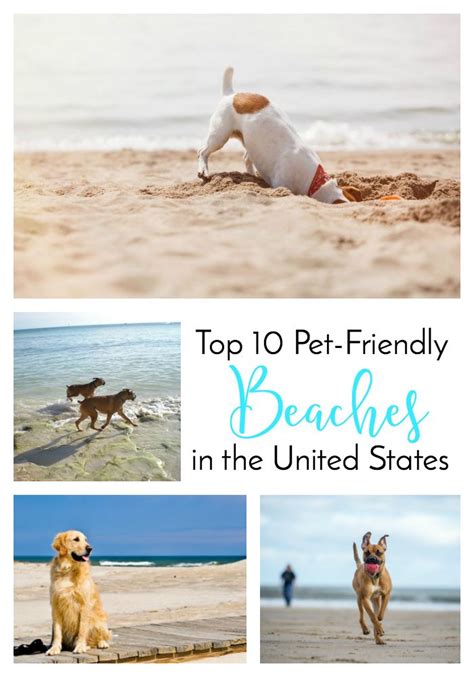 Top 10 Pet-Friendly Beaches in the United States | Dog friendly beach ...