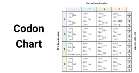 Amino Acids Codon Chart, Table, and RNA Codon Wheel