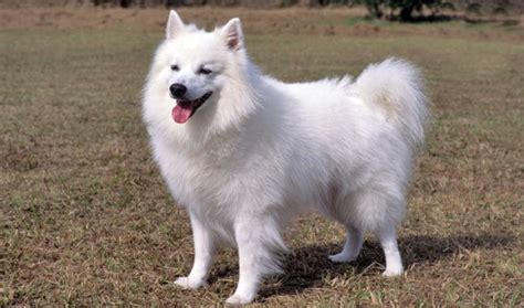 10 Things You Didn't Know about the American Eskimo Dog