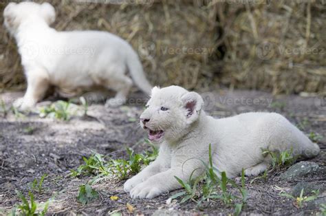 Pride of White Lion Cubs 844457 Stock Photo at Vecteezy