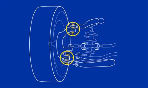 Ball And Socket Joints In The Human Body