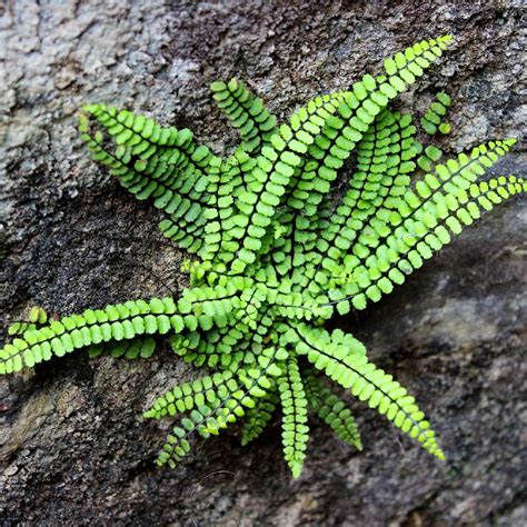 Zanokcica skalna (Asplenium trichomanes) - PictureThis