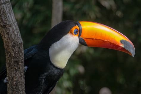 Premium Photo | Toucan close up