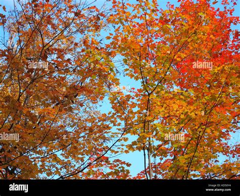 Fall treetop foliage colours, Gatineau Park, Quebec, Canada Stock Photo ...