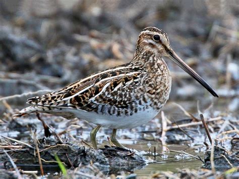 Common Snipe - eBird