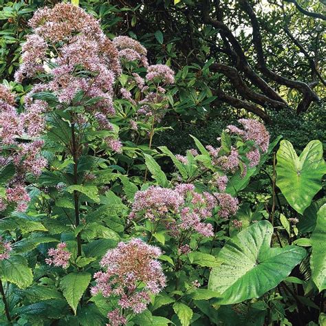 Joe-Pye Weed Seeds | Weseeds.com