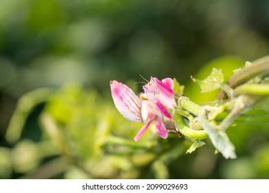 537 Orchid mantis camouflage Images, Stock Photos & Vectors | Shutterstock