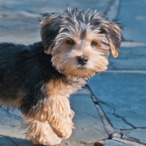 How long do Morkies live? What is a Morkie's lifespan?