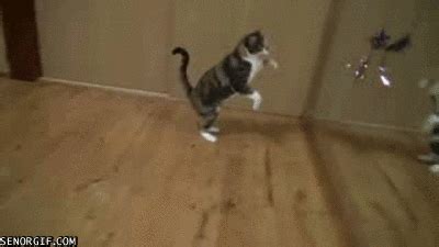 Cat Jumps in Front of a Mirror Cool Cute ~ Cute Animal Gifs