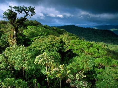 Santa Elena Cloud Forest Reserve - Casa Batsu B&BMonteverde, Costa Rica.