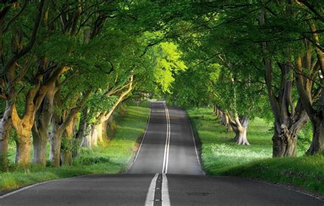 Wallpaper Nature, road, roads, tree images for desktop, section природа - download