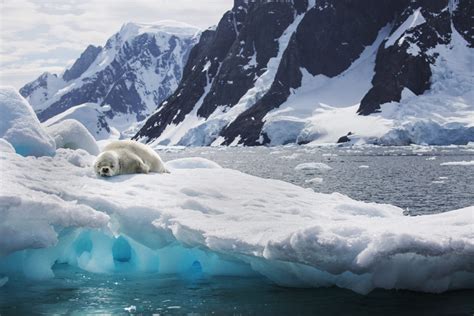 Aboard the National Geographic Explorer in Antarctica - Poking the Bear Blog