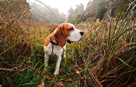 How to Hunt Giant Canecutter Rabbits - Realtree Camo