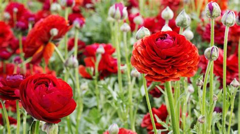 When to plant ranunculus bulbs – discover the correct times for ...