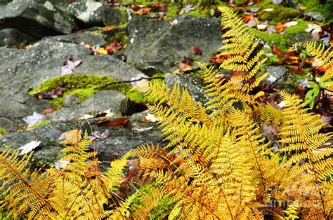 Fall Color Fern Photograph by Thomas R Fletcher | Fine Art America