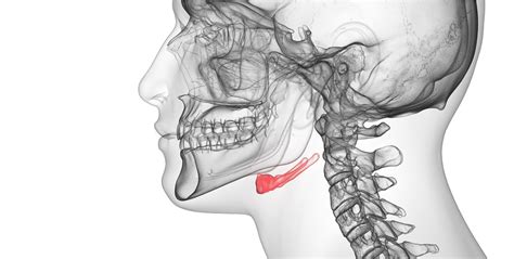 Hyoid Bone - The Definitive Guide | Biology Dictionary