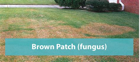 Brown Patch (Fungus) - Florida's Eden Inc.