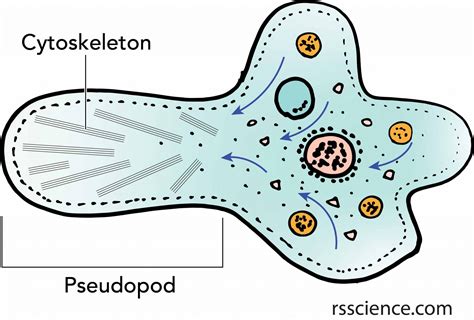 Facts about Amoeba, structure, behavior and reproduction - Rs' Science