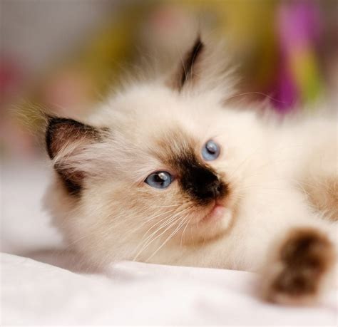 230 Ragdoll Cat Names