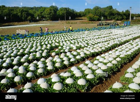 Rows of Lettuces Growing Under Plastic Cloches in Field of Intensive Agriculture, Market ...