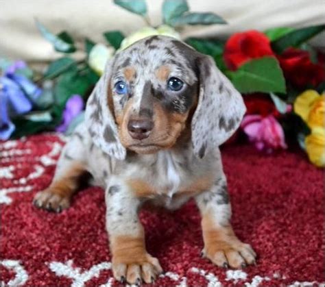 55+ Long Haired Double Dapple Dachshund For Sale - l2sanpiero