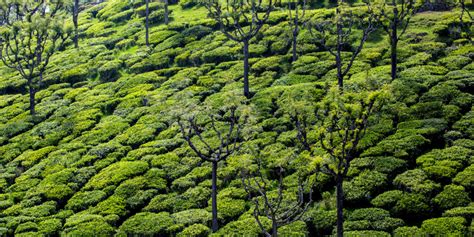 Challenges to scaling agroforestry in India | The 4 Returns Community ...