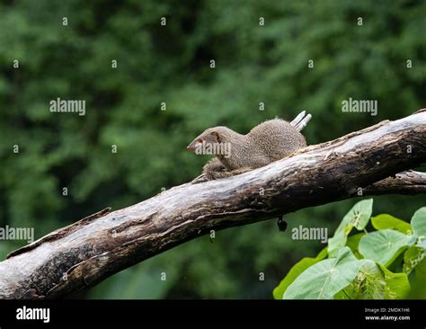 Mongoose in forest hi-res stock photography and images - Alamy