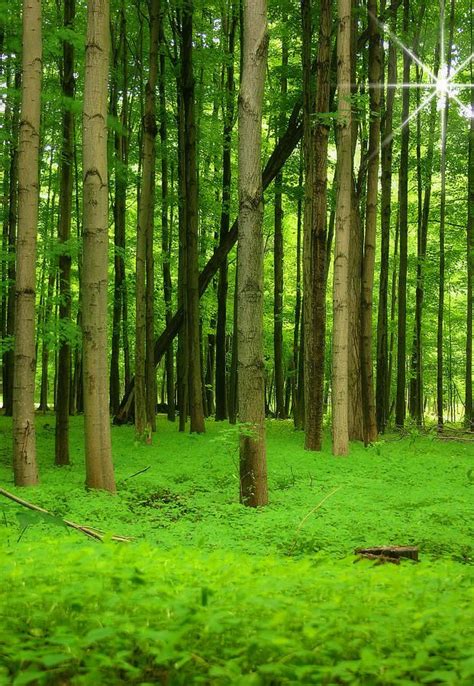 Lush Green Forest | Amazing World | Pinterest | Beautiful, Green and Places