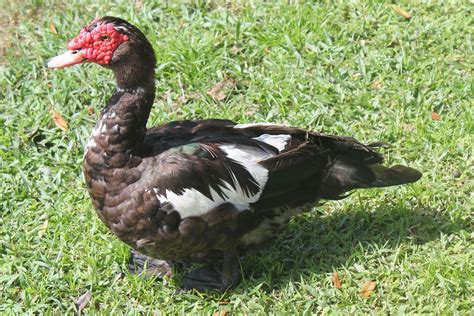 Pajama Penguin Productions: Creatures of Central Florida: Muscovy Duck