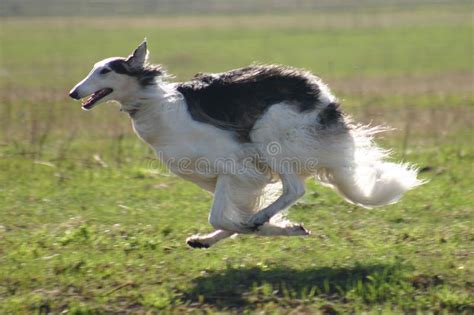 Running borzoi stock photo. Image of breed, hunting, national - 8555332