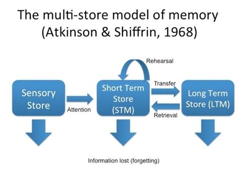 Multi Store Memory Model: Atkinson and Shiffrin (1971) Flashcards | Quizlet