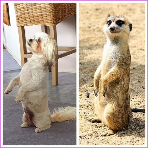 DIET COKE ROCKS: OUR MEERKAT