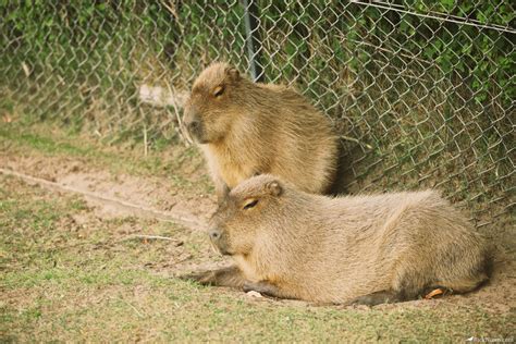 Blackpool Zoo - Rick Nunn