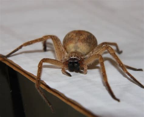 Hobo Spider Up Close and Damage from its Bite