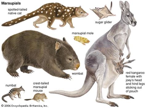 evolution - An Australia for Egg-Layers (No Marsupials) - Worldbuilding Stack Exchange