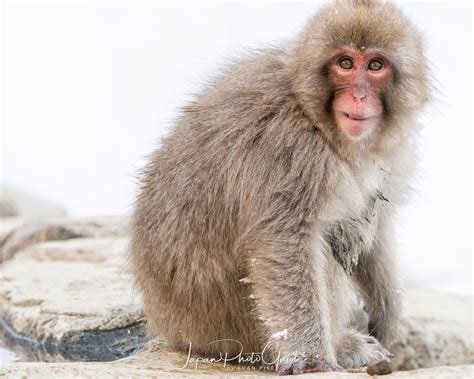 2018 Winter Wildlife Tour of Japan | Japanese Snow Monkeys | Japan Photo Guide