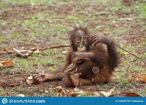 Baby orangutan playing stock photo. Image of field, orangutan - 163497158