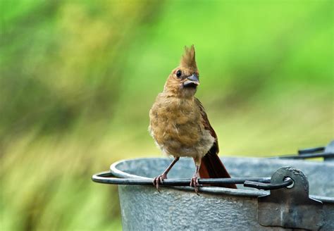 Baby Cardinal Photograph by Lisa Moore | Fine Art America