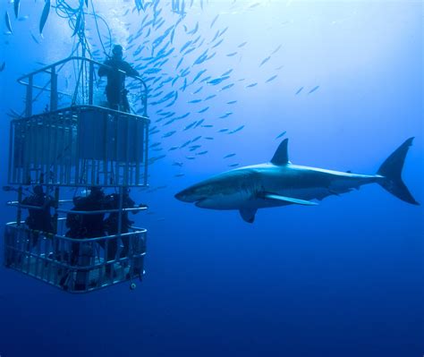 Cage Dive With Great White Sharks | 100+ Things to Do Before You Die ...