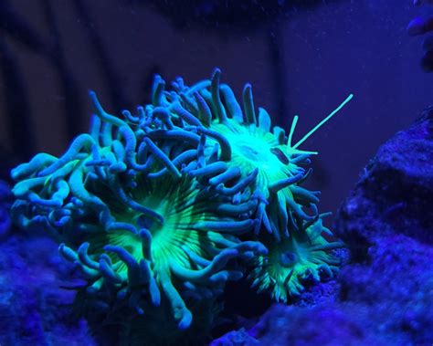 Euphyllia receding | Reef2Reef