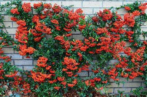 Firethorn Pyracantha Berries Free Stock Photo - Public Domain Pictures