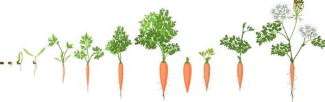 Growth Stages of Carrots-Details Explained